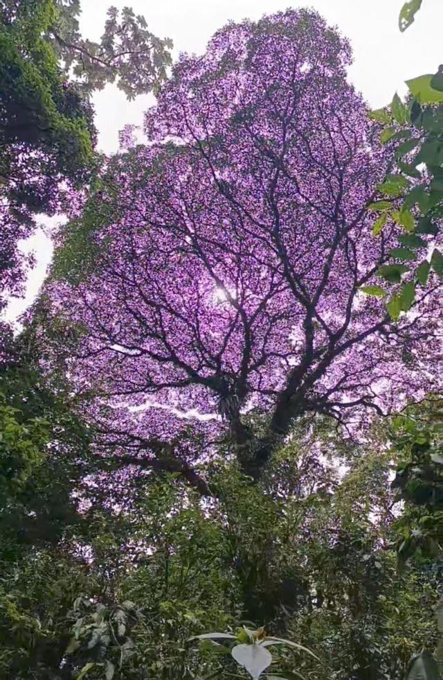 Una vista dal basso di un grande albero con una folta chioma di foglie viola, con il sole che filtra tra i suoi rami in una foresta.