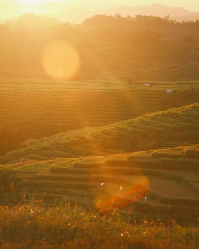 Risaie terrazzate su un pendio immerse nella luce dorata del sole al tramonto, con montagne sullo sfondo e un visibile bagliore dell'obiettivo.