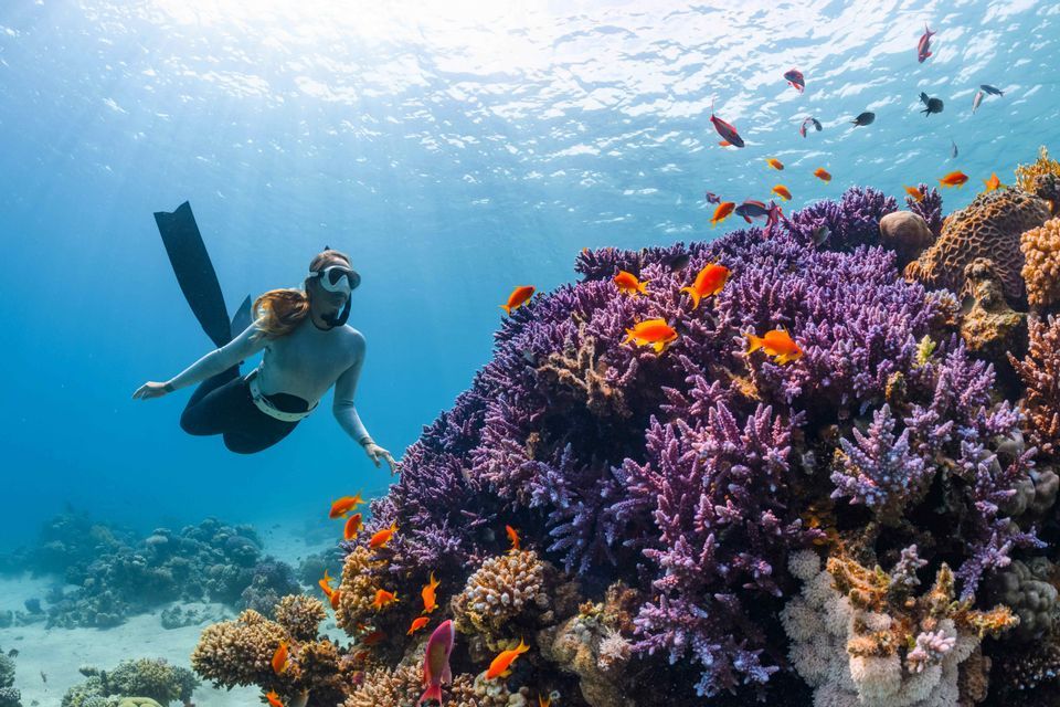 Vue sous-marine d'un apnéiste nageant le long d'un récif de corail violet avec de nombreux petits poissons orange.