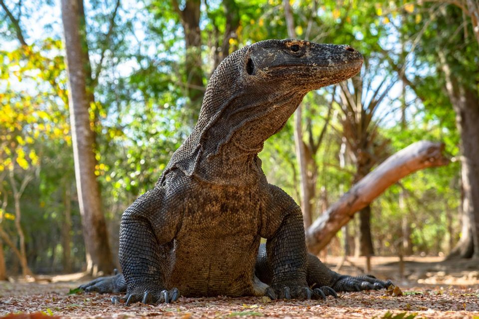 Un drago di Komodo siede sul suolo della foresta, con la testa alzata e lo sguardo rivolto di lato tra gli alberi.