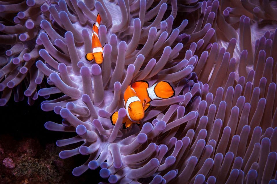 Due pesci pagliaccio arancioni e bianchi nuotano tra i tentacoli viola di un'anemone di mare.