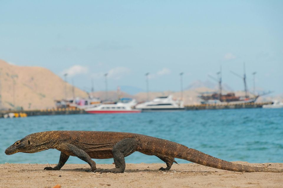 Un drago di Komodo cammina su una spiaggia sabbiosa con un mare blu brillante e un porto con barche sullo sfondo.