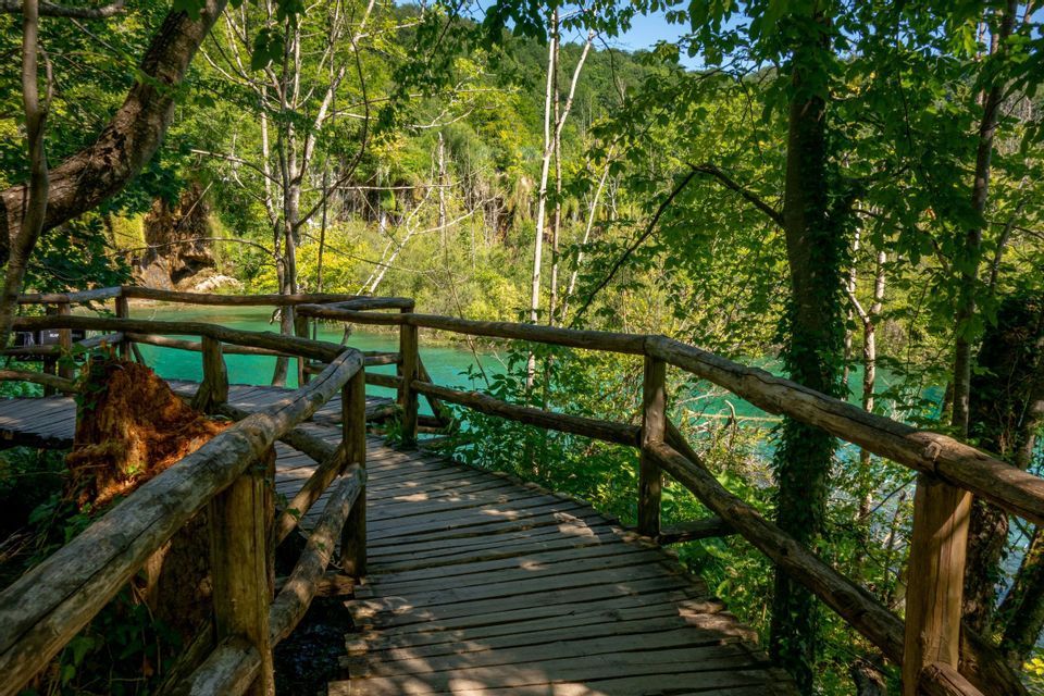 Un paseo de madera con barandales de troncos serpentea a través de un frondoso bosque verde junto a un cuerpo de agua turquesa.