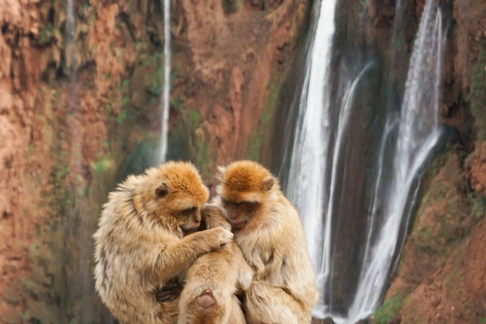 Tres monos de color marrón claro se acurrucan y se acicalan frente a una cascada que cae por un acantilado de roca roja.