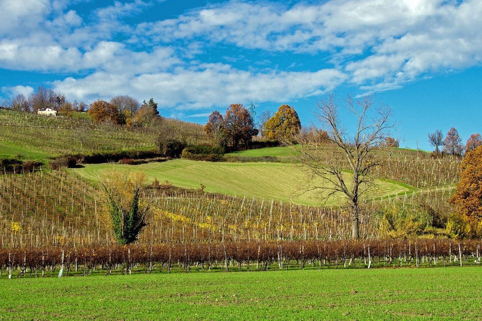 Dolci colline verdi coperte da vigneti autunnali e alberi sparsi sotto un cielo blu con nuvole bianche.