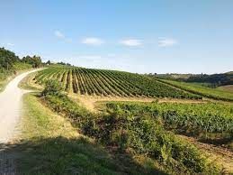 Una strada sterrata si snoda tra dolci colline verdi coperte da ordinate file di viti in un vigneto sotto un cielo azzurro.