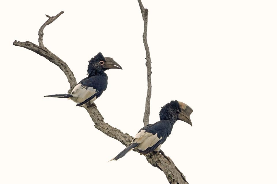 Dos cálaos blancos y negros con grandes picos están posados en una rama de árbol desnuda y nudosa sobre un fondo blanco.