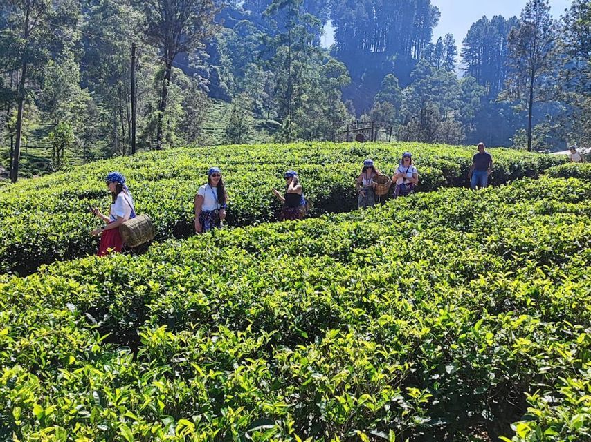 Un viaggio di gruppo WeRoad per la raccolta delle foglie di tè con cesti in una piantagione assolata con una foresta sullo sfondo.