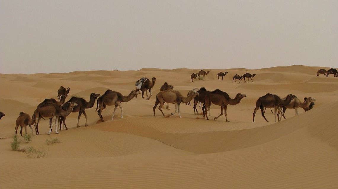 Una carovana di cammelli che cammina in fila attraverso dune di sabbia ondulate in un vasto deserto sotto un cielo coperto.