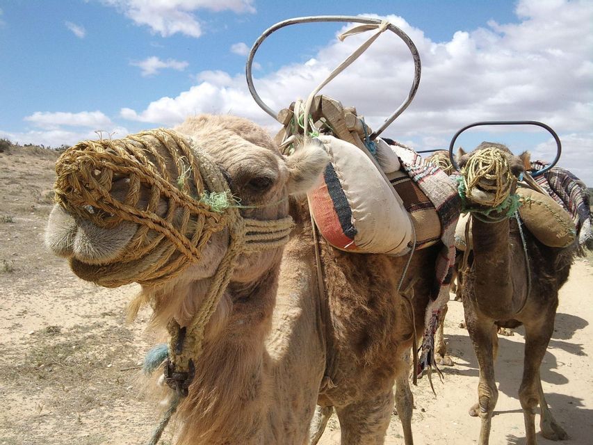 Un primo piano di un cammello che indossa una briglia e una sella intrecciate nel deserto, con un secondo cammello sullo sfondo.