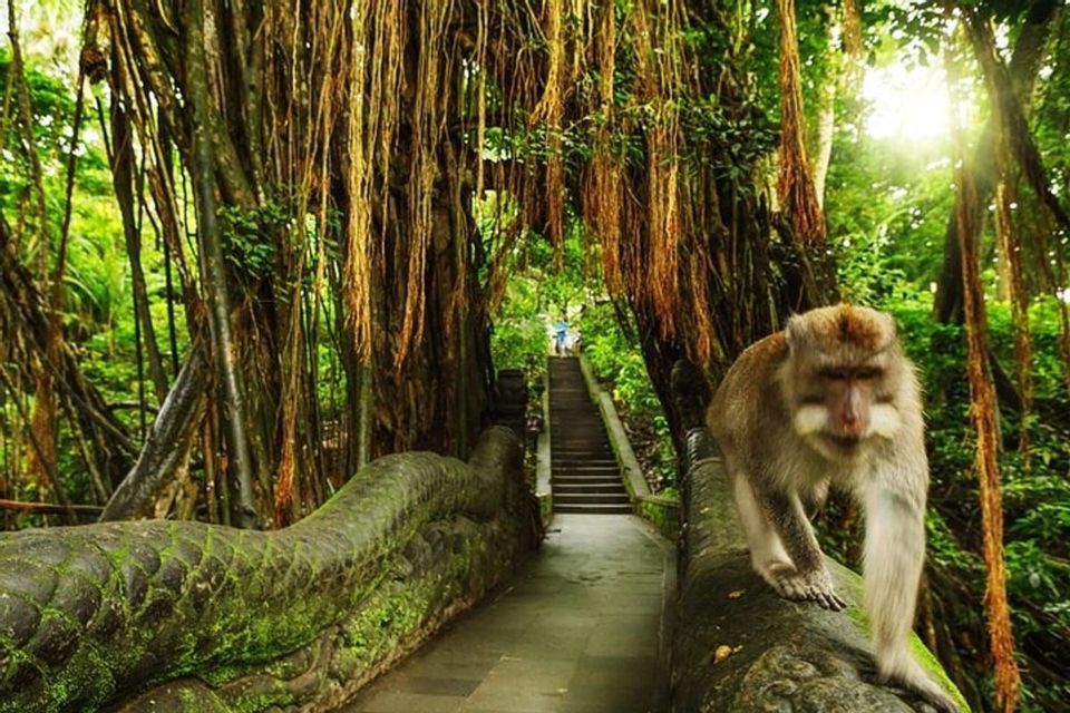 Un mono camina por la barandilla de piedra cubierta de musgo de un puente en una selva exuberante con lianas colgando.