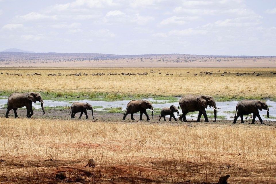 Un troupeau d'éléphants adultes et de bébés éléphants marche en file indienne à travers une savane herbeuse, à côté d'un point d'eau.