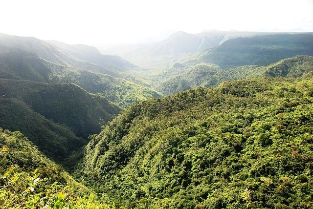 Ein tiefes Tal und sanfte Hügel sind vollständig von dichtem grünem Wald bedeckt, von oben betrachtet unter einem hellen, diesigen Himmel.
