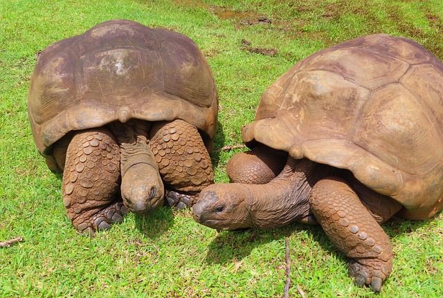 Zwei Riesenschildkröten ruhen nebeneinander auf einer Wiese mit hellgrünem Gras.