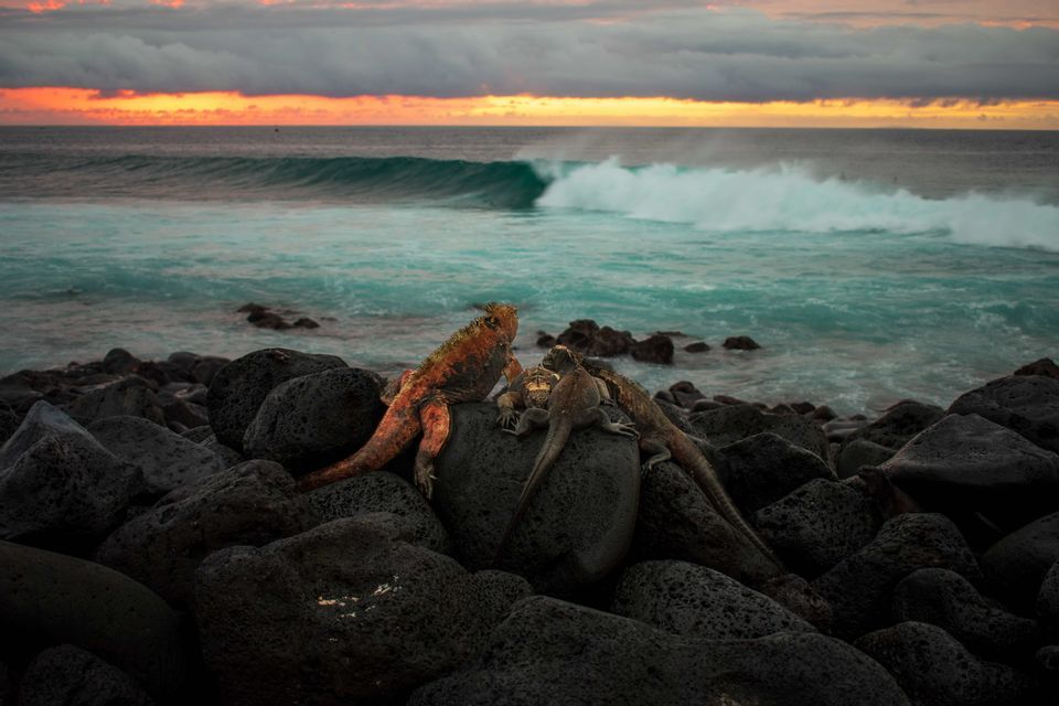 Tres iguanas descansan en rocas volcánicas oscuras en una orilla, con una ola rompiendo y un atardecer de fondo.