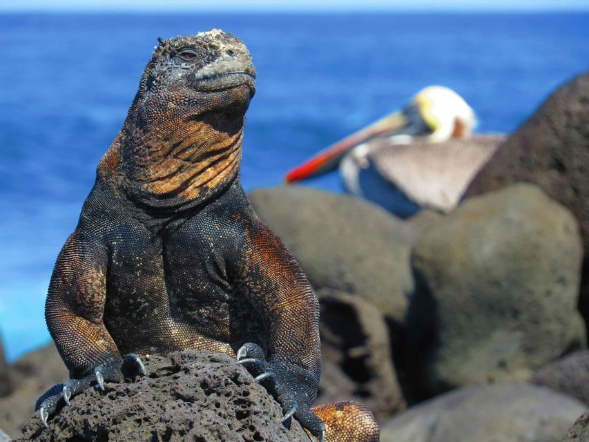 Una iguana marina se posa en una roca volcánica con la cabeza inclinada hacia arriba, con el océano azul y un pelícano de fondo.