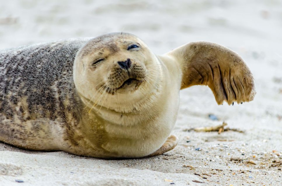 Una foca gris tumbada en una playa de arena levanta su aleta mientras entrecierra los ojos.