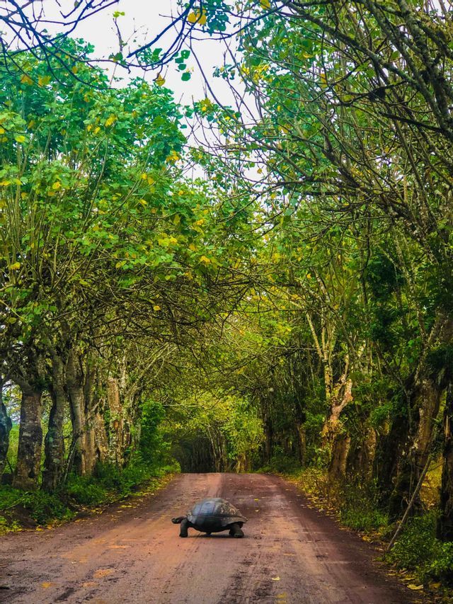 Una tortuga gigante cruza un camino de tierra bajo un túnel natural de árboles verdes.