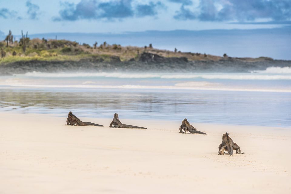 Cuatro iguanas marinas descansando en una playa de arena blanca con suaves olas del océano y una costa distante al fondo.