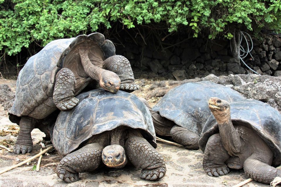 Un grupo de tortugas gigantes en terreno rocoso, con una subiéndose a la espalda de otra.