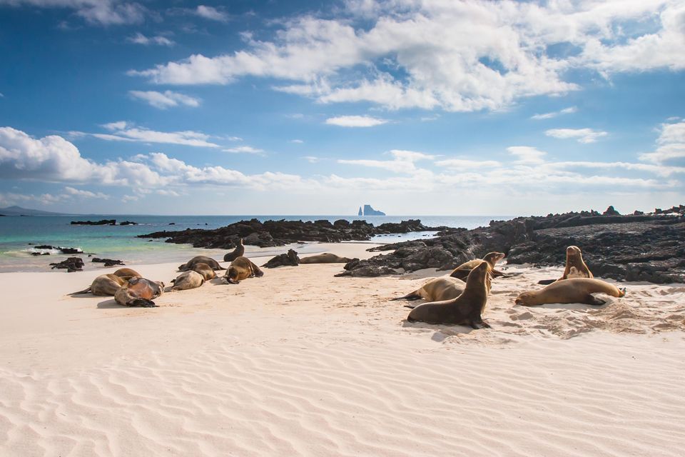 Una colonia de lobos marinos descansa en una playa de arena blanca con rocas negras, junto al océano turquesa bajo un cielo parcialmente nublado.