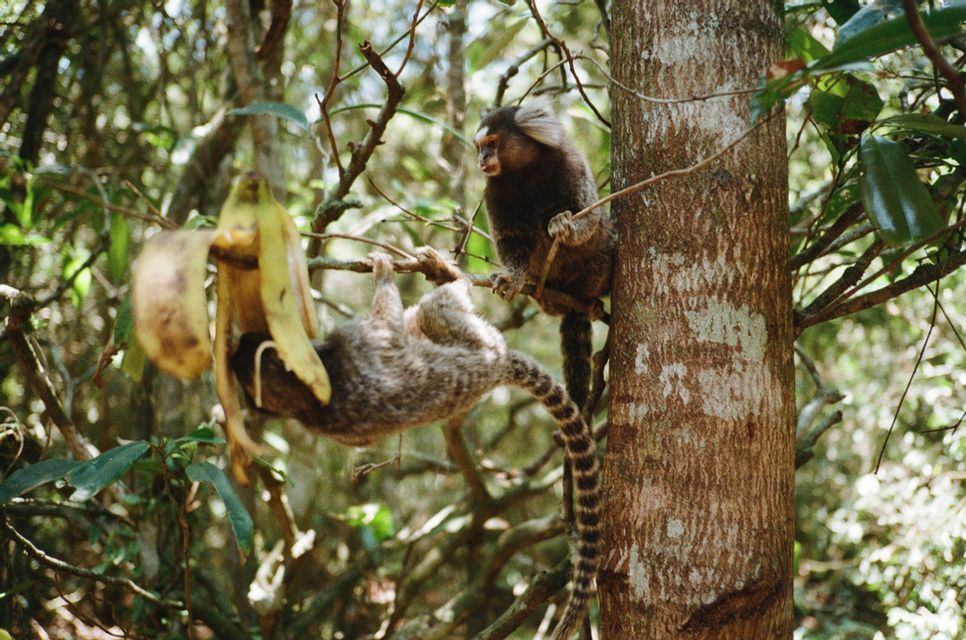 Dos titíes comunes en una rama de árbol, uno cuelga boca abajo para comer una cáscara de plátano mientras el otro observa.