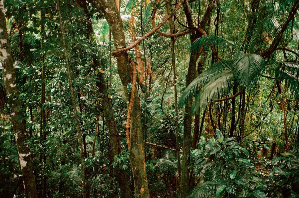 L'interno di una fitta foresta pluviale tropicale con tronchi d'albero spessi, liane pendenti e foglie verdi lussureggianti.