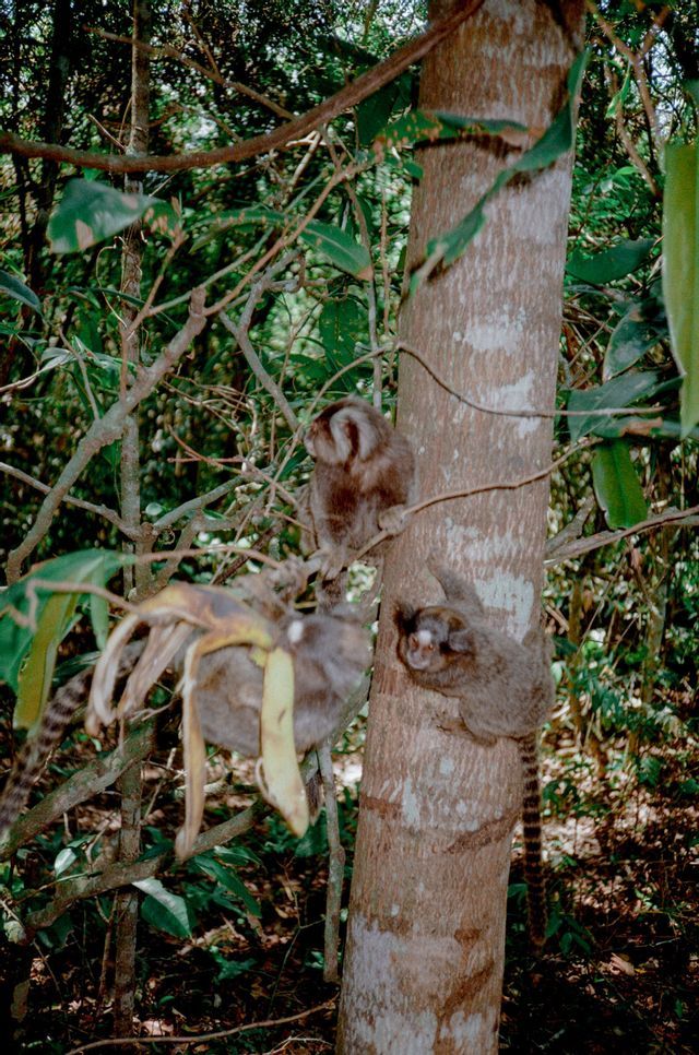 Tres monos tití en un bosque, uno aferrado a un tronco de árbol mientras los otros se sientan en ramas cerca de una cáscara de plátano.