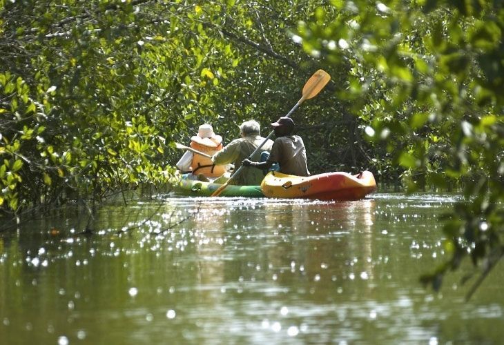 Eine WeRoad-Gruppe paddelt in Kajaks auf einem ruhigen Fluss und schlängelt sich durch einen dichten Mangrovenwald.