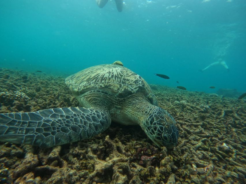 Vista submarina de una gran tortuga marina comiendo en un arrecife de coral, mientras un grupo de WeRoad hace snorkel en la superficie.