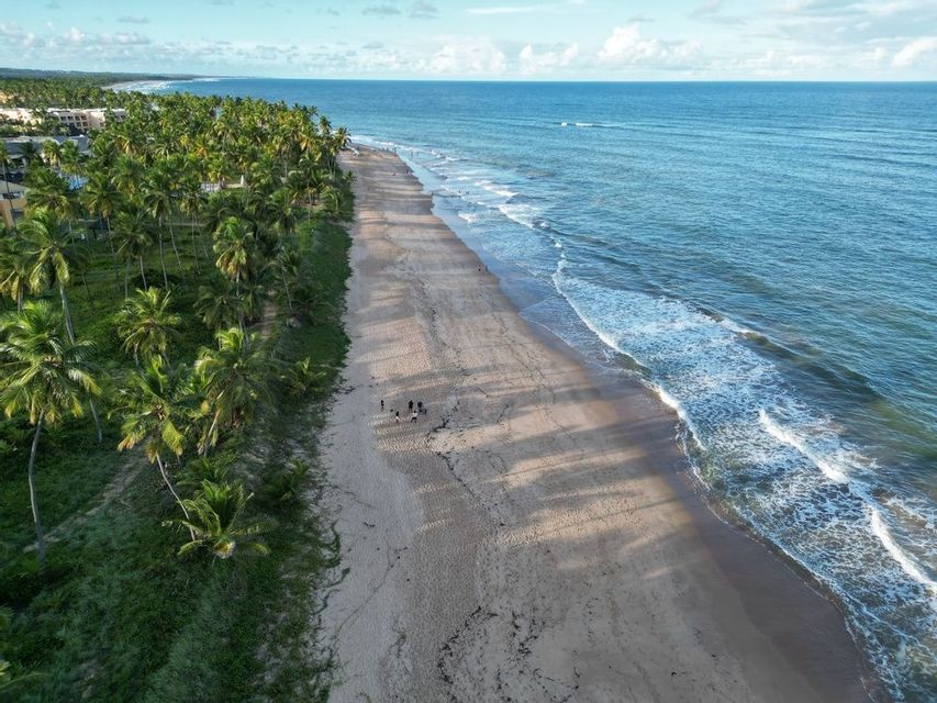 An aerial view of a long, sandy beach with a WeRoad group trip walking along the shore, bordered by palm trees and the ocean.