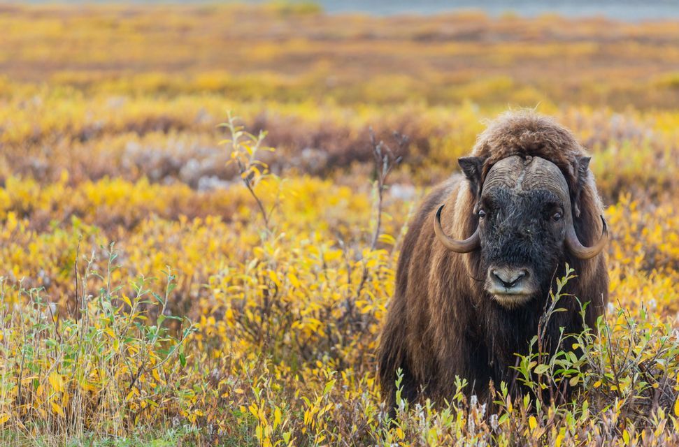 Ein großer Moschusochse mit zotteligem braunem Fell und gebogenen Hörnern steht auf einem Feld mit gelbem Tundrabewuchs.