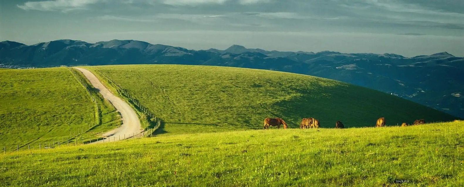 A herd of horses grazes on a lush green hill next to a winding dirt road, with mountains in the background.