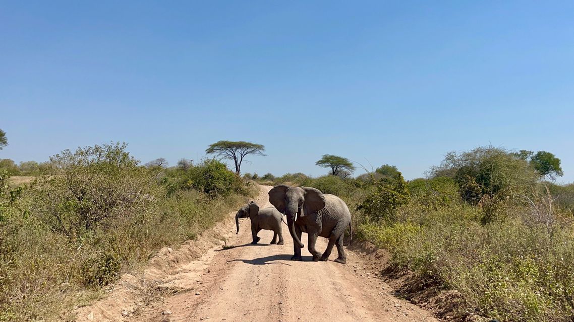 Un elefante adulto e un cucciolo camminano su una strada sterrata in un paesaggio di savana sotto un cielo azzurro chiaro.