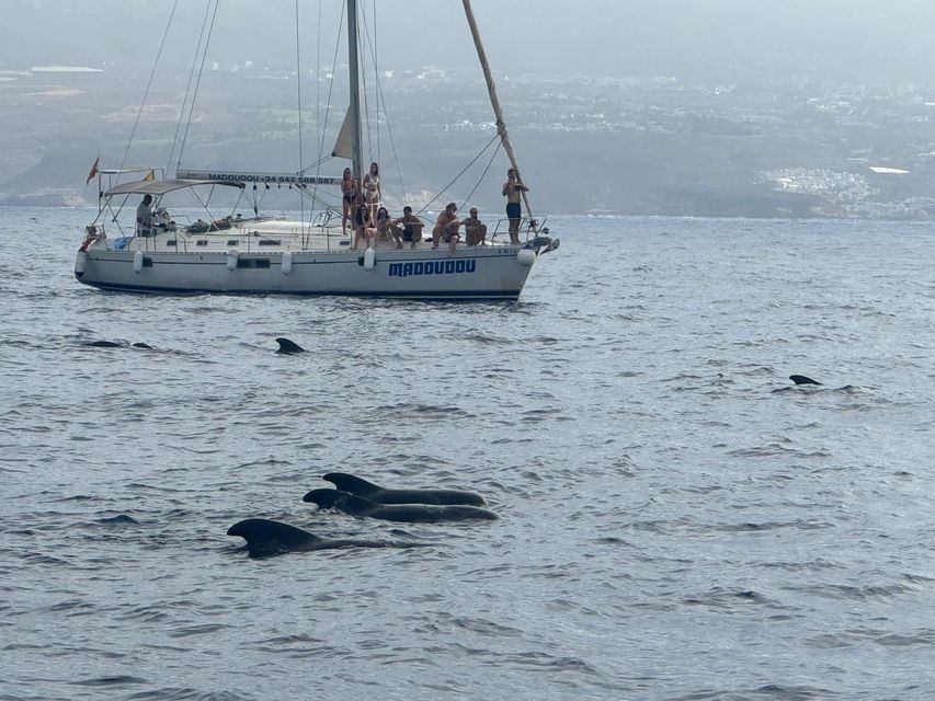 Un viaggio di gruppo WeRoad in barca a vela osserva un branco di globicefali nuotare nel mare, con una costa velata sullo sfondo.
