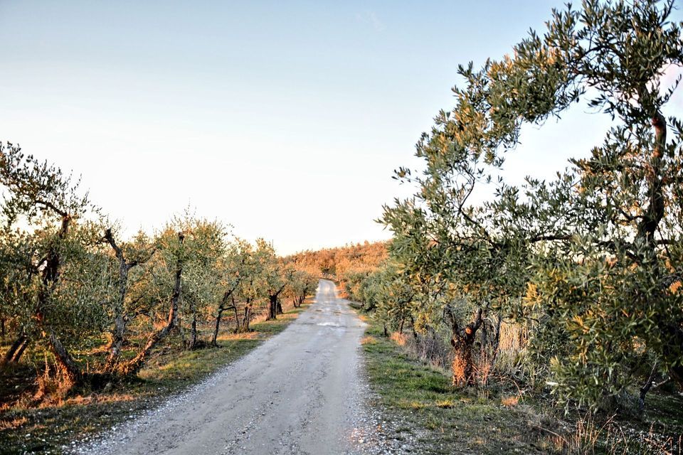 Una strada sterrata si snoda attraverso un uliveto soleggiato con alberi nodosi sotto un cielo limpido.
