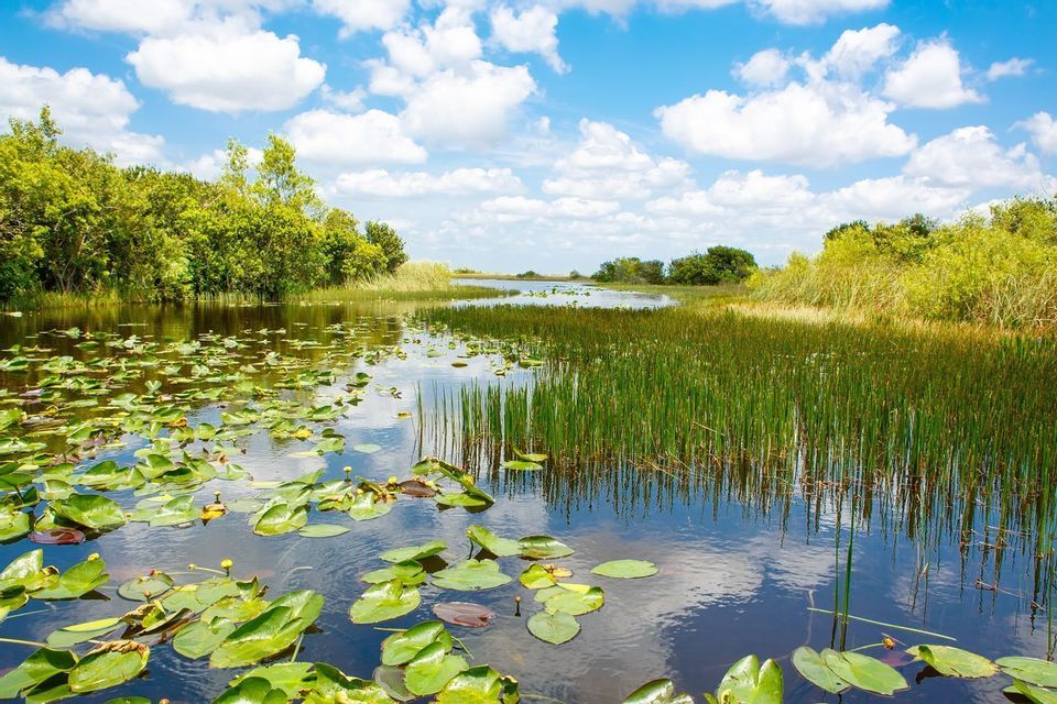 Seerosen und hohes Schilf in ruhigem Wasser, üppig grüne Bäume am Ufer unter einem teilweise bewölkten blauen Himmel.