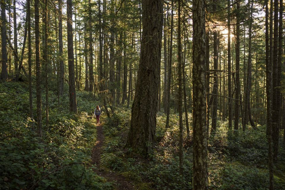 Une femme avec un sac à dos randonne sur un sentier à travers une forêt dense tandis que la lumière du soleil filtre à travers les grands arbres.