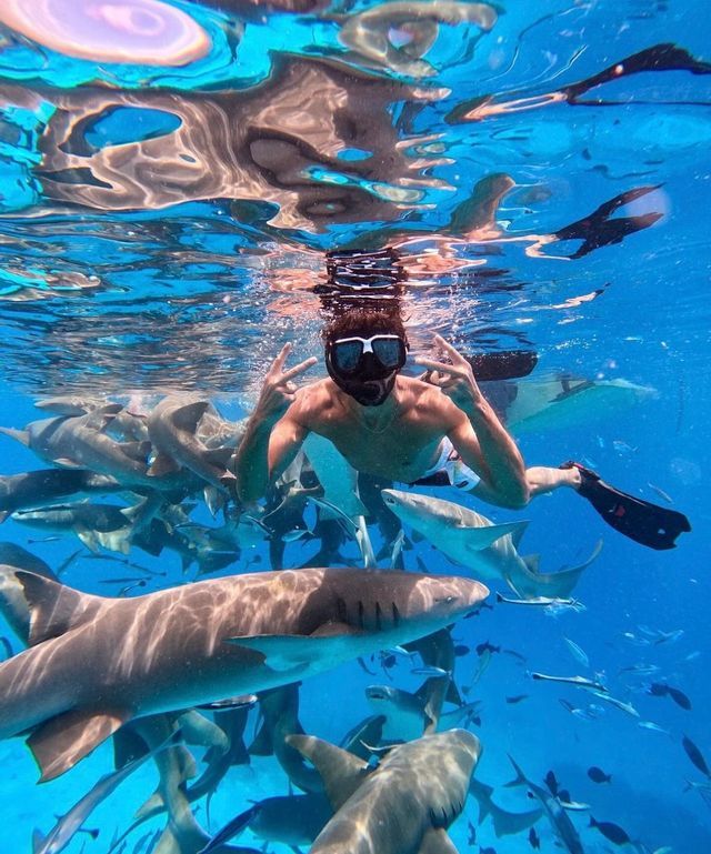 A snorkeler makes peace signs with both hands while swimming among a large school of sharks in clear blue water.