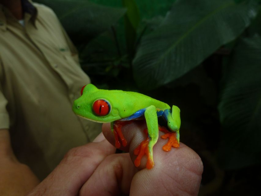 Une petite rainette aux yeux rouges, à la peau vert vif et aux pattes orange, perchée sur le doigt d'une personne.