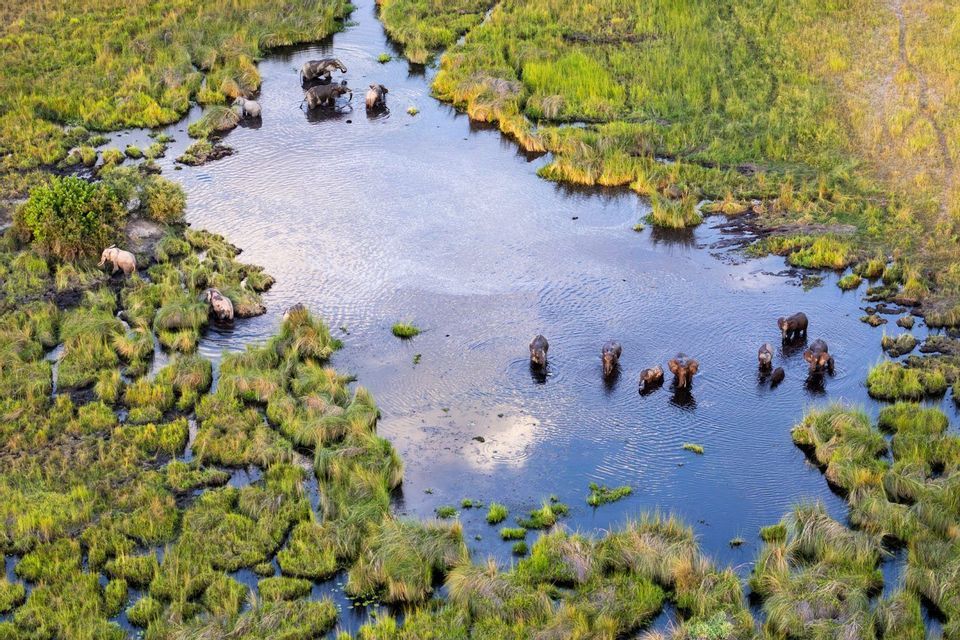 Veduta aerea di una mandria di elefanti che si bagnano e bevono in un fiume tortuoso che attraversa una lussureggiante zona umida verde.