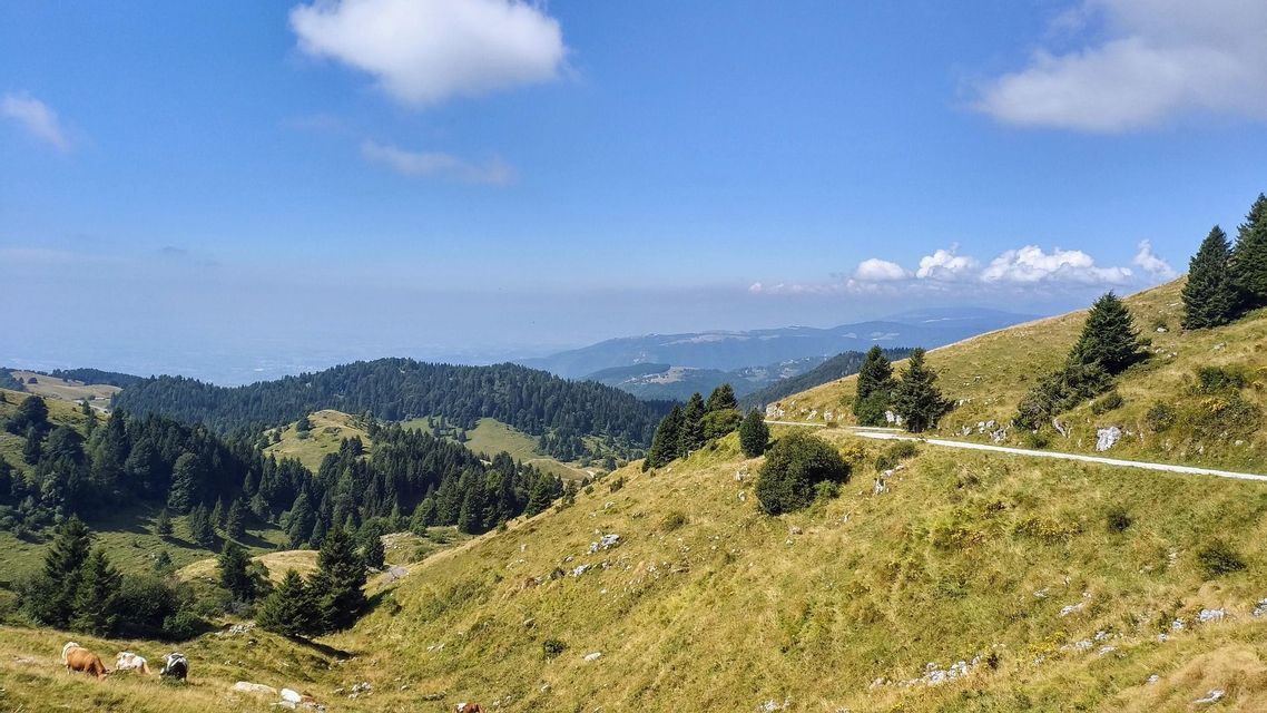 Una vista panoramica di dolci colline verdi e pinete, con una strada sterrata sul pendio destro e mucche che pascolano sulla sinistra.
