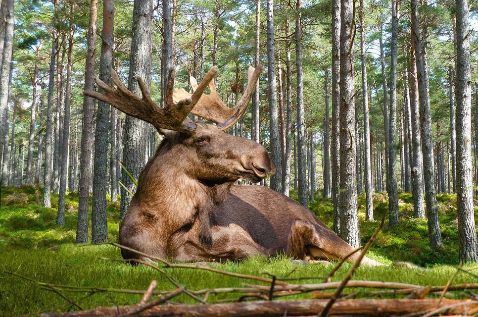 Un grande alce maschio con palchi imponenti riposa su una chiazza d'erba verde in una fitta pineta
