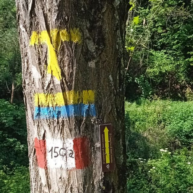 Segnavia colorati e un cartello per 'Il Cammino di Sant'Antonio' sono dipinti su un tronco d'albero in una foresta lussureggiante.