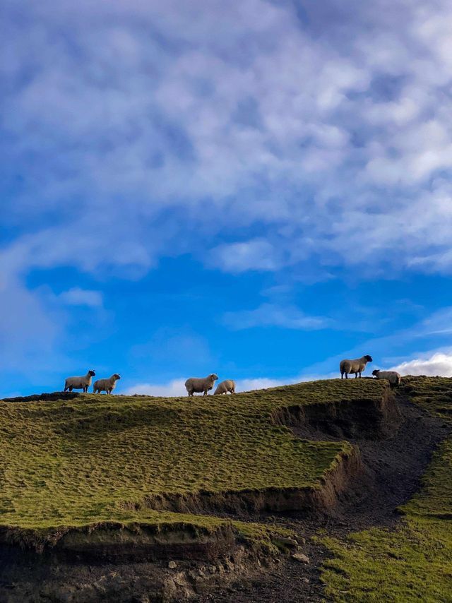 Un rebaño de ovejas se encuentra en la cima de una colina verde y cubierta de hierba bajo un vasto cielo azul con nubes dispersas.