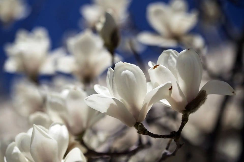 A close-up of white magnolia flowers blooming on a branch against a vibrant, deep blue sky.