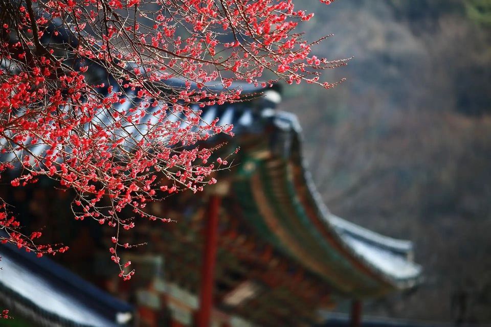 Red blossoms on tree branches in the foreground, with a traditional temple roof blurred in the background.