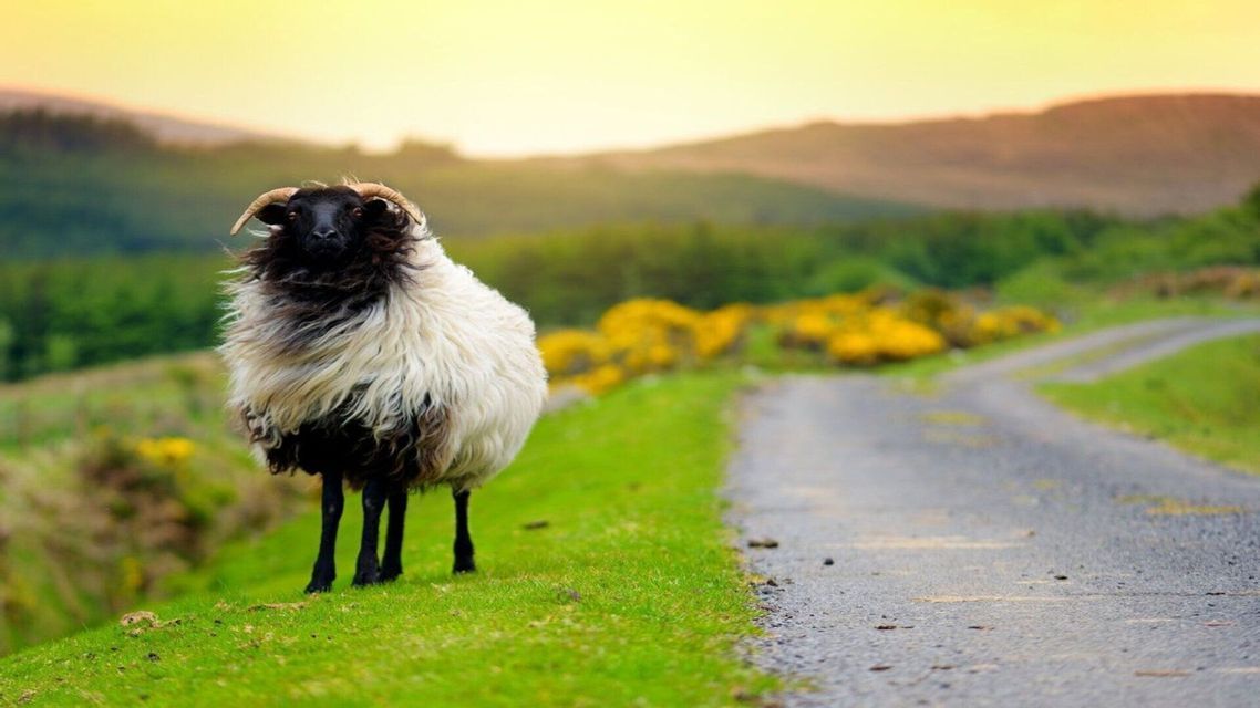 Una oveja de cara negra con cuernos y lana blanca lanuda se encuentra en un arcén cubierto de hierba junto a una carretera estrecha en un paisaje montañoso.