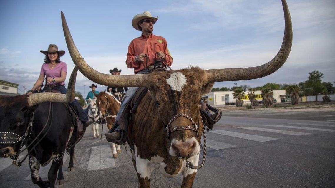 A man in a cowboy hat rides a Texas Longhorn steer with massive horns down a street, followed by other riders.