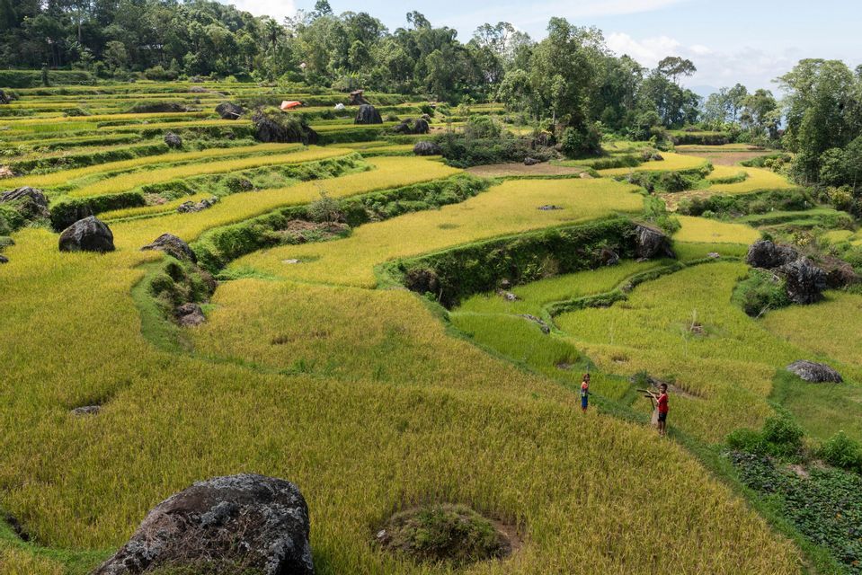 Two people walk on a narrow path through vast green and yellow terraced rice paddies scattered with large boulders.